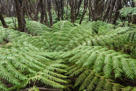 Tree Fern Growing In Rainforest Stock Image Image Of Fronds Ferns