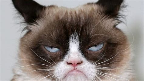 Muere Grumpy Cat: Estos son los mejores memes del gato más famoso | Tele 13