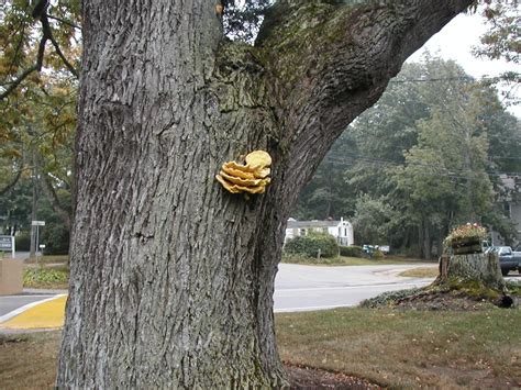 Laetiporus Sulphureus Wood Decay Fungi Of Living Trees