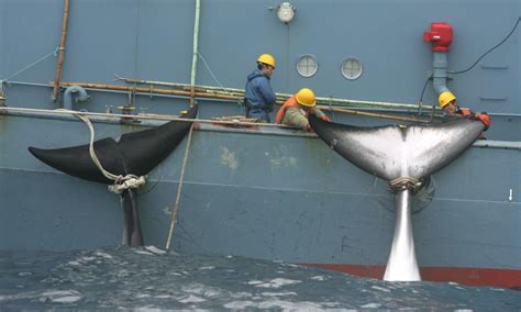 Japans New Whaling ‘mother Ship Being Built To