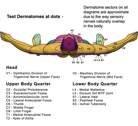 Top View Dermatome Map Qxmd Dermatomes Chart And Map