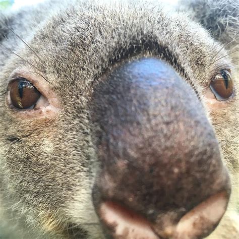 Those Eyes I See You Koala Koalabear Eyes Australianwildlife
