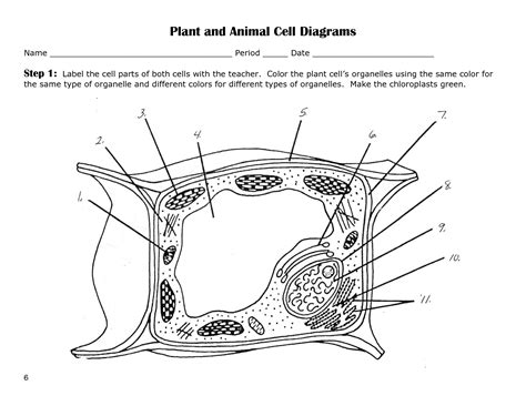 Animal Cell Coloring Page - Coloring Home