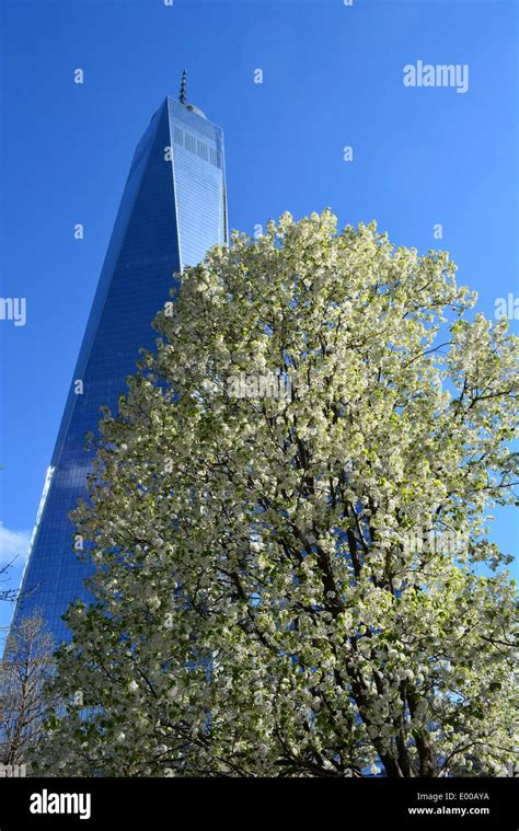 One World Trade Center And The Survivor Tree At Ground Zero In Lower