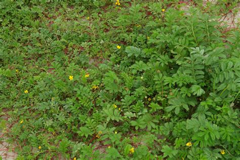 Argentina anserina is a perennial growing to 0.3 m (1ft) by 1 m (3ft 3in) at a fast rate. Argentina anserina