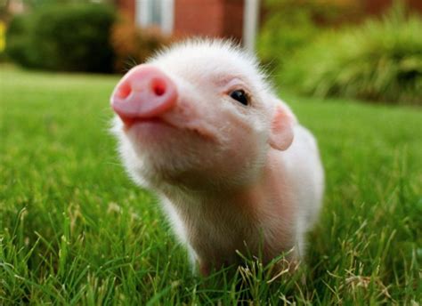 Cute Teacup Pig Wallpaper