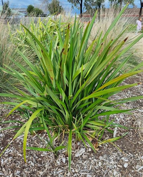 Dianella Tasmanica Tasman Flax Lily 6 Pot Hello Hello Plants