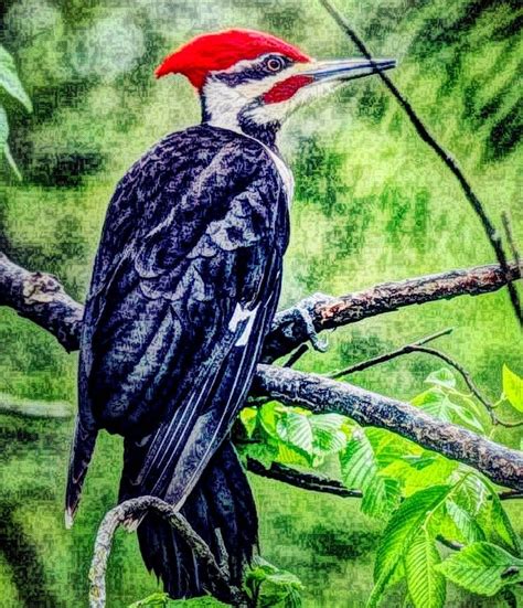 The Pileated Woodpecker Dryocopus Pileatus Is A Large Woodpecker