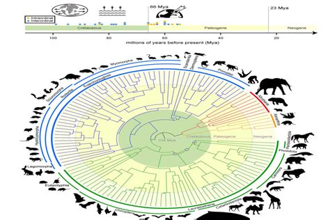 Mammalian Tree Of Life Traces Evolution Of Mammals Back 100 Million