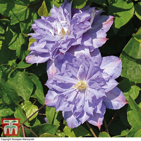 This vine is relatively compact, staying 6 to 8 feet tall and 3 to 6 feet wide. Clematis 'Blue Explosion' plants | Thompson & Morgan