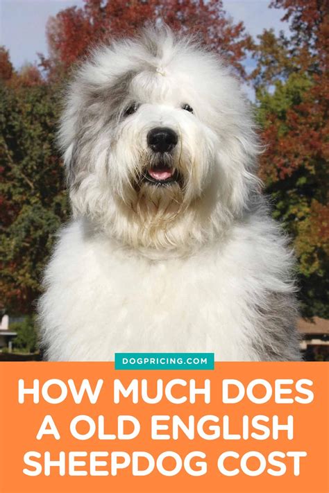 How Much Does An Old English Sheepdog Cost Dog Pricing