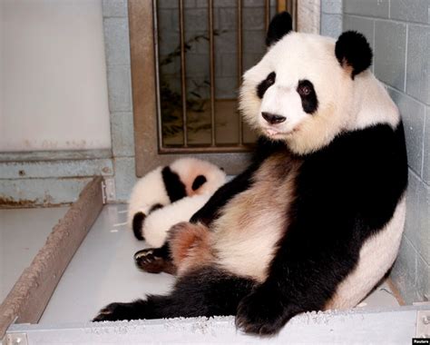 Twin Panda Cubs Born At Zoo Atlanta