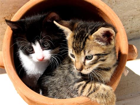 We have best collection of cute cat eye a collection of the hottest desktop wallpaper cat lovers will enjoy putting on their computer screen. Best Desktop HD Wallpaper - Cat Desktop wallpapers
