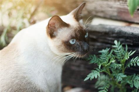 Cute Siamese Cat Enjoy And Sit On Concrete Floor With Natural In Garden Stock Image Image Of