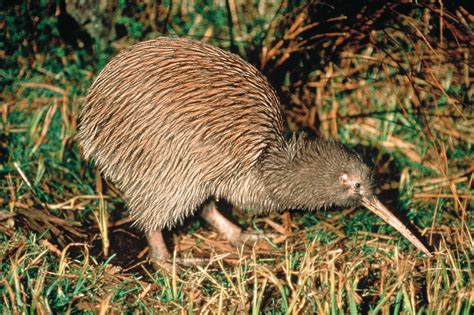 Most Unique New Zealand Wildlife About New Zealand