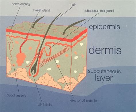 Epidermis, Hair Follicle, Blood Vessels, Ipl, Healthy Hair, Laser