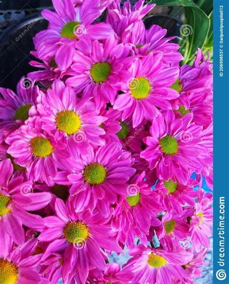 China Aster Flowers Blooming Muted Pink Stock Image Image Of China