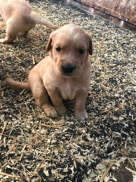 Reddit gives you the best of the internet in one place. Golden Retriever Puppies For Sale | Idaho Springs, CO #281392