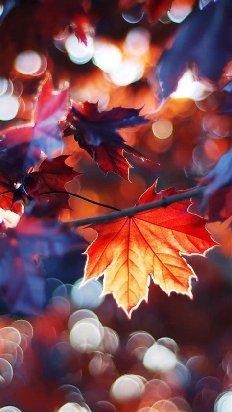Free Download Autumn Leaves Iphone 5s Wallpaper Download Iphone