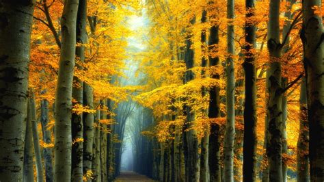 Yellow Leafed Trees Forest Hd Yellow Wallpapers Hd Wallpapers Id 67937