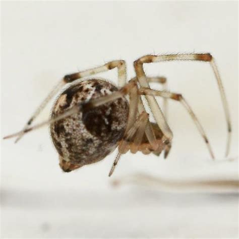 Common House Spider Laateral Parasteatoda Tepidariorum Bugguidenet