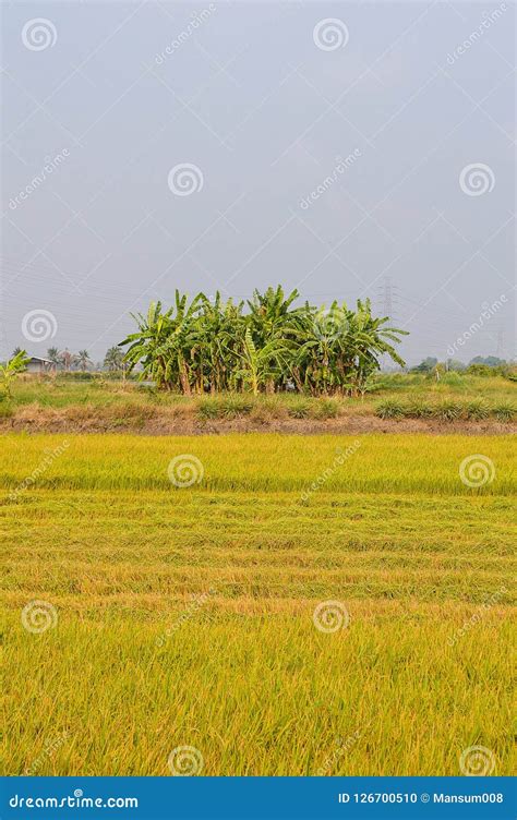 Rice Tree In Green Field Stock Photo Image Of Close 126700510