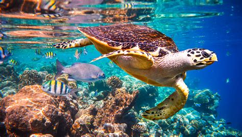 6 Ways To Help The Critically Endangered Hawksbill Sea Turtle
