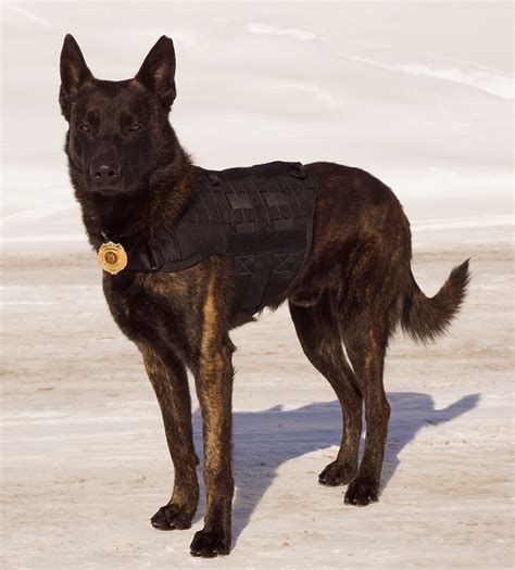 Caliberdog K9 Tactical Dog Vest Tactical Vests