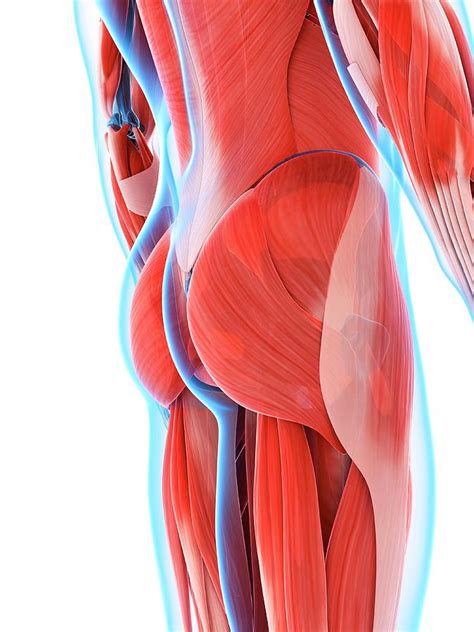 Human Buttock Muscles Photograph By Sebastian Kaulitzki Pixels