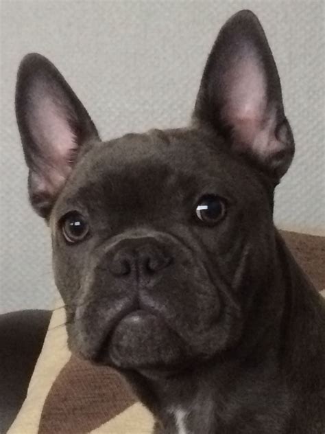 We are family located in adrian, mi that sells only french bulldog puppies. French Bulldog Puppies Michigan