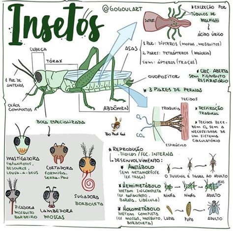 Resumo Insetos Entomologia Básica