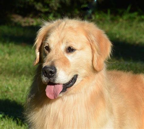 Laura is committed to breeding healthy golden retriever puppies for sale. AKC Golden Retriever Breeder & Puppy For Sale Covington ...