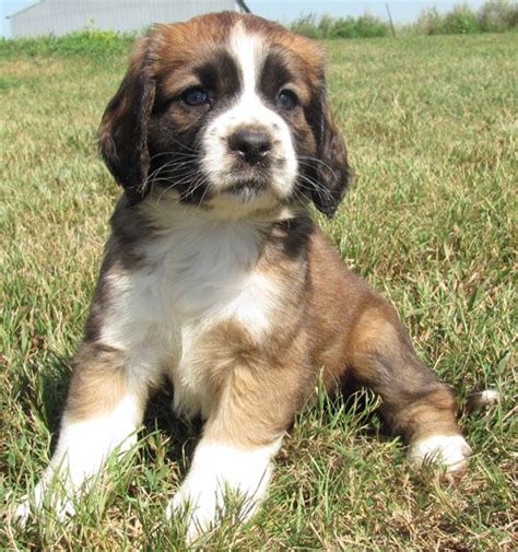 Ready for homes end of sept and first of oct. Mini St Bernard Puppies For Sale - Goldenacresdogs.com