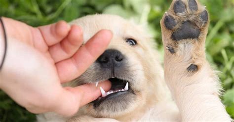 How To Stop A Golden Retriever Puppy From Bitingtop Tips Inside