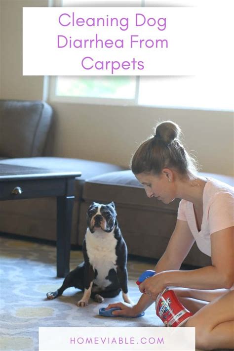 How To Clean Up Dog Diarrhea From Carpet