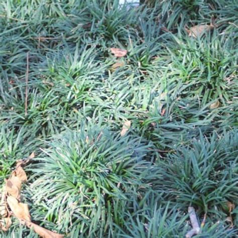 Broad with rounded tip, 1/4 wide. Monkey Grass | Garden Style San Antonio | Monkey grass ...