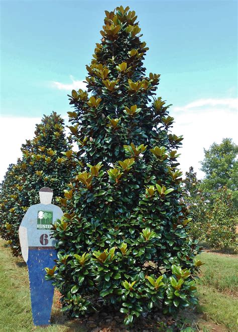 Magnolia grandiflora 'southern charm' plant patent #13,049. Teddy Bear Magnolia | Southern landscaping, Farmhouse ...