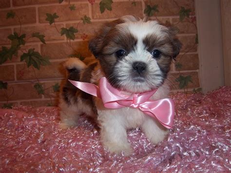 Again, you must start your bullmastiff puppy off on the right foot by teaching him what he needs to know and you must avoid doing the wrong things with him so that he doesn't develop bad habits that. 77+ Bichon Shih Tzu Puppies For Sale Near Me - l2sanpiero