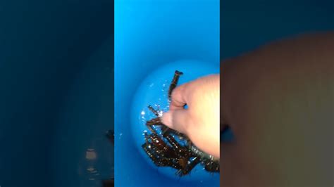 And then, he's gasping like he has a lobster stuck in his throat. Udang kara @ lobster air tawar - YouTube
