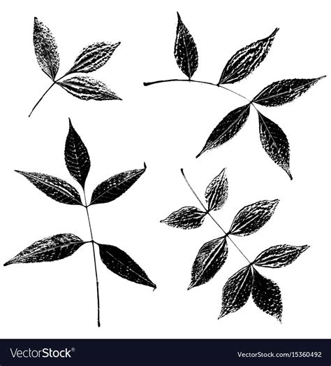 Set Ash Leaves Silhouettes Royalty Free Vector Image