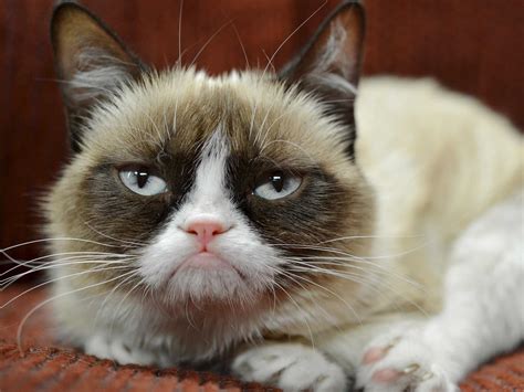 Grumpy Cat Definitely Did Not Make 100 Million Business Insider