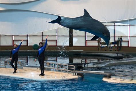 Baltimore Aquarium Dolphin Show Our Ocean Planet