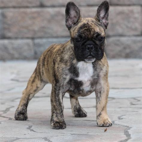 There is no such thing as a bargain french. How Much Does A French Bulldog Cost Uk | French Bulldog