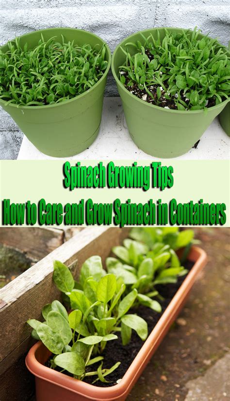 10 container garden tips for beginners. Spinach Growing Tips: How to Care and Grow Spinach in ...