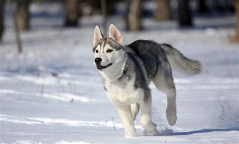 450 Husky Dog Names Great Names For Your Snow Loving Sweetheart