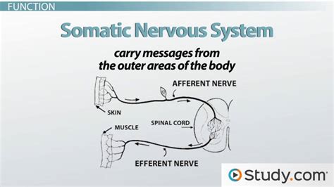 Somatic Nervous System Parts Function And Examples Lesson