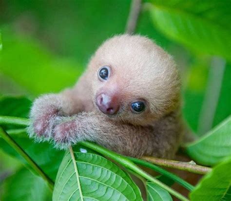 Cute Baby Sloth Photos Videos And Facts Animal Hype
