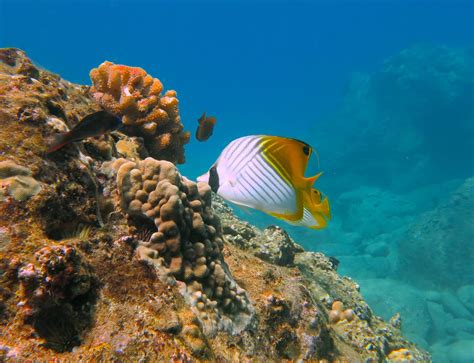 Underwater Fish Fishes Tropical Ocean Sea Reef