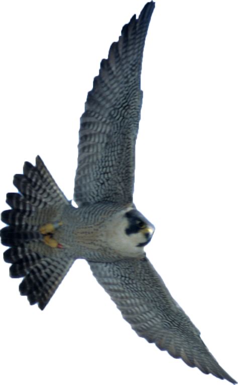 Flying Falcon Download Png Image Png Arts