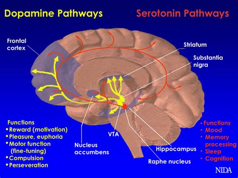 Health Portation Curated News Foods Dopamine Norepinephrine